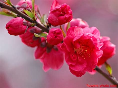 Chia Sẻ Hơn 70 Về Hình Nền ảnh Hoa đào đẹp Hay Nhất Du Học Akina