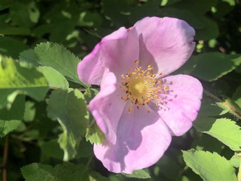 Wisconsin Wildflower | Prairie Rose | Rosa arkansana