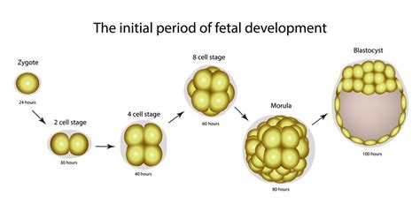 Fetal Development Week By Week From 1 To 40 Active Baby