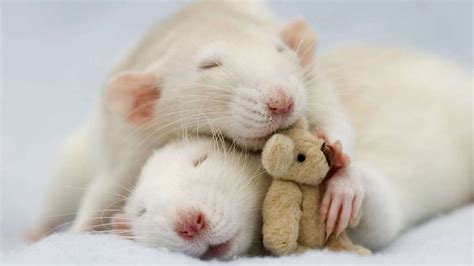 These Photos Of Rats Holding Teddy Bears Will Make You Kinda Love Rats