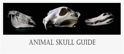 Identification Guides Animal Skulls And Bird Feathers