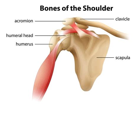 Some bones in your skull are fixed, so that you can't move them. Accident Shoulder Trauma