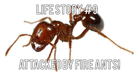 Life Story 9 Attacked By Fire Ants Youtube