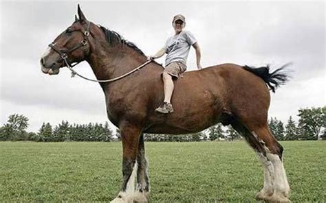 Tallest Clydesdale Horses Tallest Horse Clydesdale Poe