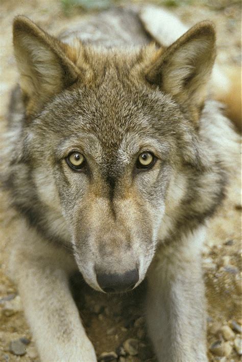Canadian Timber Wolf Wildlife Shots