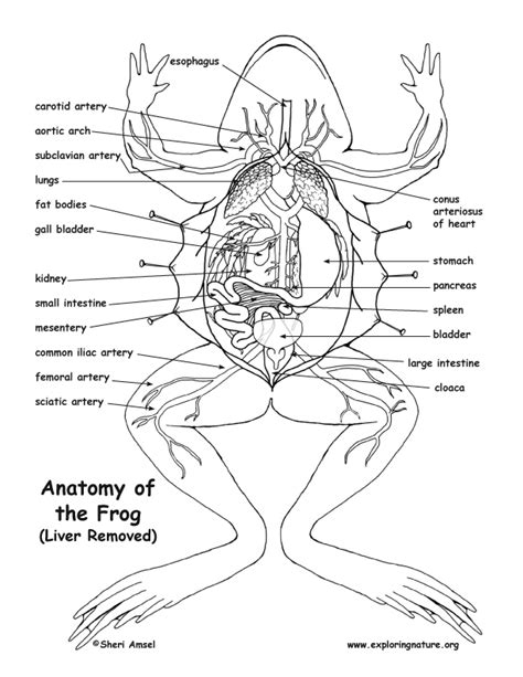 Frog Anatomy Under The Liver