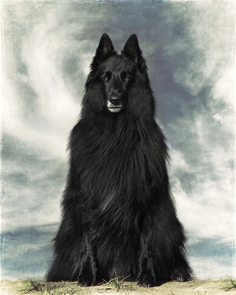 Sadly i lost my beautiful boy in 2008 and he is still sorely. Portrait of WolfCub Belgian Shepherd Groenendael ...