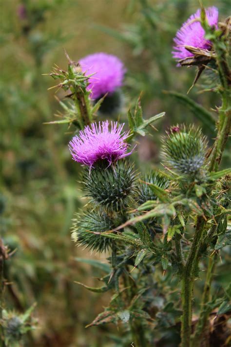 Thistle Flower Free Stock Photo Public Domain Pictures