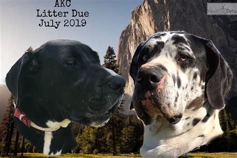 Find blue, harlequin, and black great danes today. Great Dane puppy for sale near Bakersfield, California. | f6ea526d-5b61