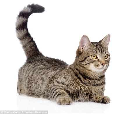Usually your cat's tail will stand straight up when he's around you. Researchers reveal what cat tail movements really mean ...