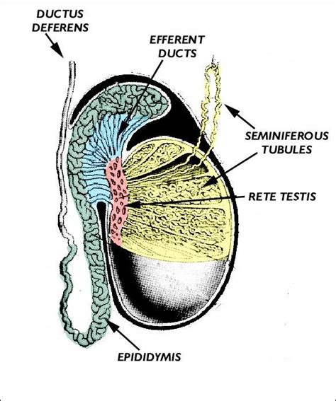 10 Labelled Diagram Of Testis Willamalyx Images And Photos Finder