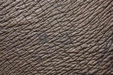 Elephant Skin By Happystock Vectors And Illustrations With Unlimited
