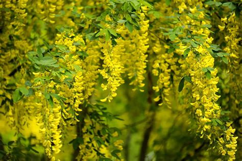 Laburnum Tree Growing And Planting Guide Real Men Sow