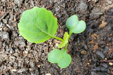 Vegetable Seedling Identification Pictures And Descriptions The Old