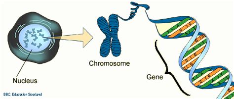 It is a complex of dna and proteins that forms chromosomes within the nucleus of eukaryotic cells. BSL Glossary chromosome