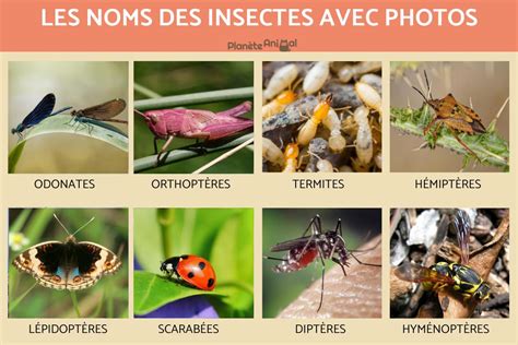 Les Noms Des Insectes Avec Photos Caractéristiques Et Liste