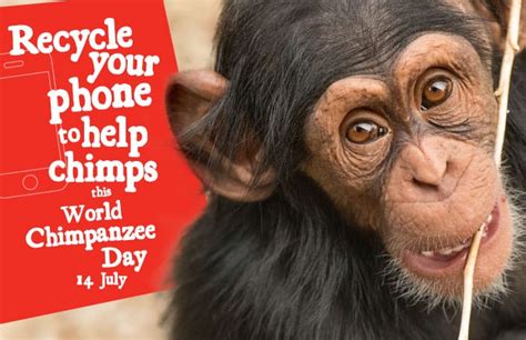 World Chimpanzee Day Monarto Safari Park