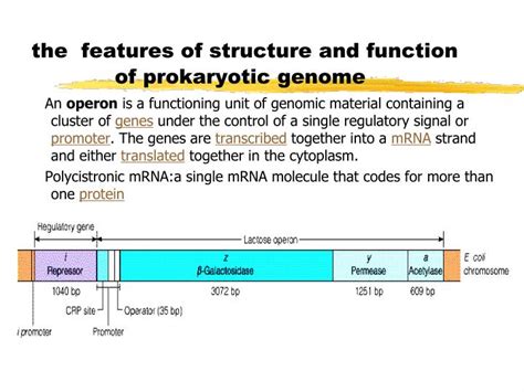 Ppt Structure And Function Of Genome Powerpoint Presentation Id6454661