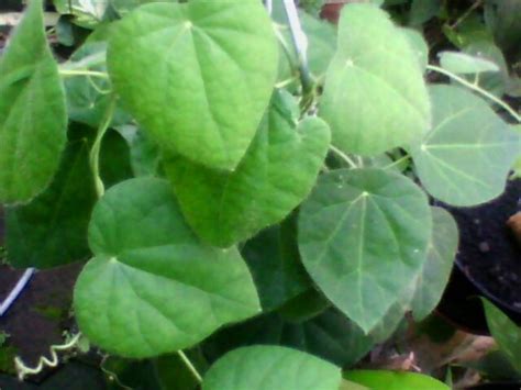 Barbata myers.) tanaman merambat, daun berwarna hijau pucat dengan rambut di atas permukaannya. Jual daun cincau hijau / es cincau di lapak Bahagia ...