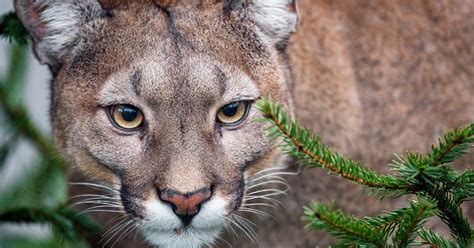 Child Escapes Rare Cougar Attack At Olympic National Park Huffpost