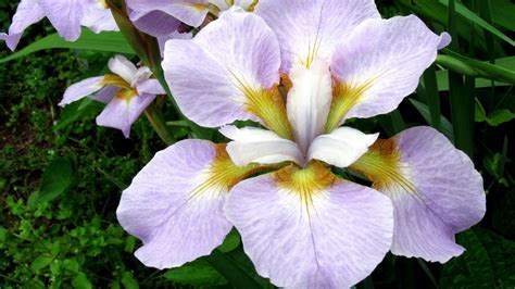 Download Wallpaper 1920x1080 Irises Flowers Flower Bed Green Full Hd