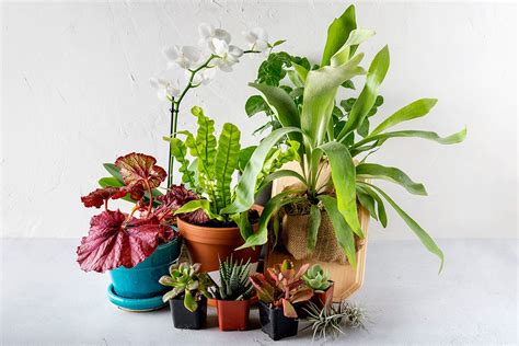 The Best Plant Subscription Boxes Of 2024 Tested By Bob Vila