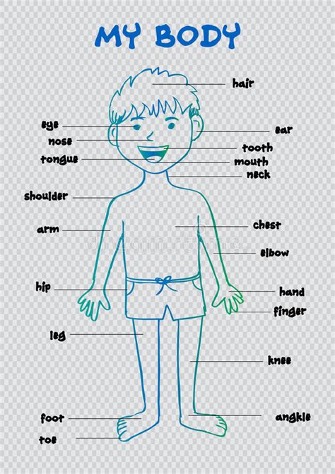 My Body Educational Info Graphic Chart For Kids Stock Vector Illustration Of Flat Human