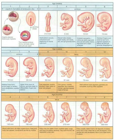 10 Best Fetus Week By Week Images On Pinterest Prenatal Development