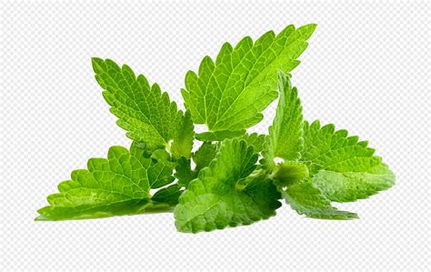 Some Peppermint Leaves Png Imagepicture Free Download 400459755