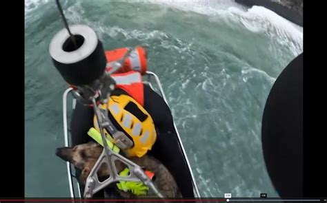 Video Oregon Coast Guard Rescues Dog That Fell Off A Cliff Stars And