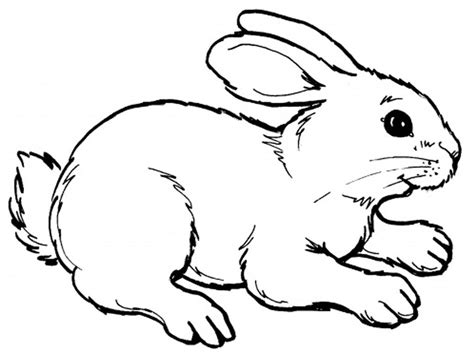 Bunny forest rabbit image cool bunny print shirt baby boy animal watercolor illustrated bunnies rabbit illustration bunny rabbit sketch cute bunny drawing sketch bunny bunnies black and white. Rabbits Coloring Pages Realistic | Bunny coloring pages, Farm animal coloring pages, Animal ...