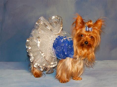 Cute Yorkie Yorkie Clothes Pet Clothes Yorkie Lovers Yorkie Terrier