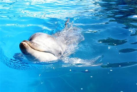 Lovely Seal Kisses Picture Of Pet Porpoise Pool Dolphin Marine