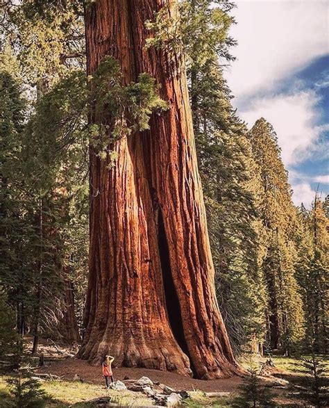 redwood trees are here to teach us to dream big 🙏 sequoia tree giant sequoia trees tree