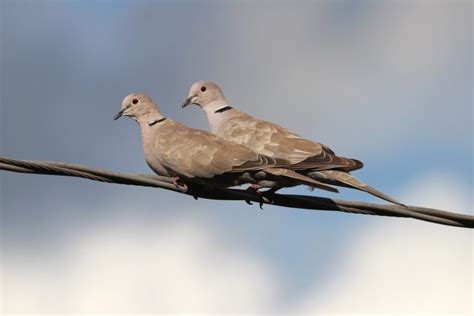 Endearing Eurasian Collared Dove Couple Feederwatch