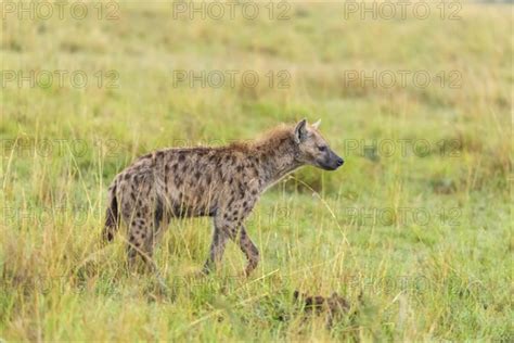 Spotted Hyena Photo Imagebroker Raimund Linke
