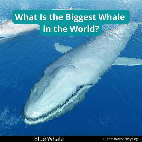 What Is The Biggest Whale In The World