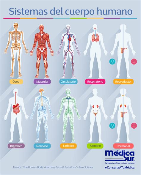 Sistemas Del Cuerpo Humano Concepto Y Caracteristicas Images
