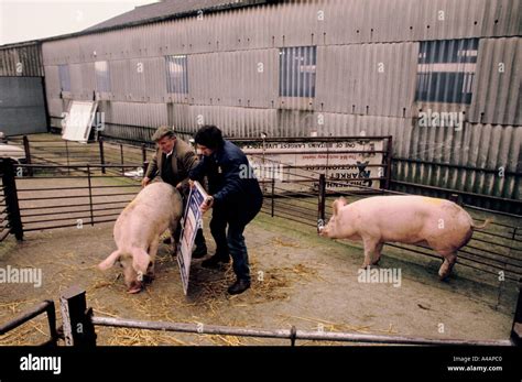 Pig Farmer Loading Pigs On Trucks Stock Photo Alamy