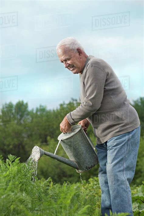A Senior Man Watering Plants In His Garden Stock Photo Dissolve