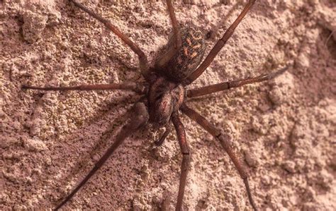 Dallas Residents Comprehensive Guide To Brown Recluse Spiders