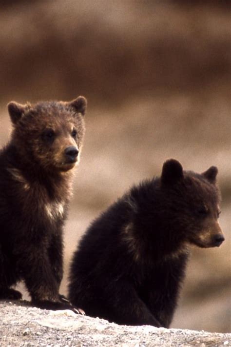 Cute Grizzly Bear Cubs I Heart Bears Pinterest