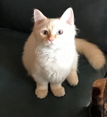 Search our free cat classifieds ads by owner. Munchkin Kittens For Sale Near Me - PetsWall
