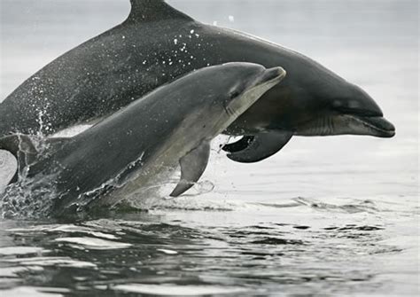 Bottlenose Dolphin Facts And Photographs The Wildlife