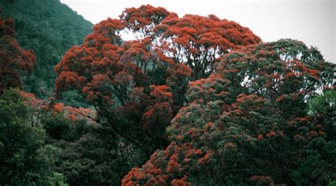Tall Broadleaf Trees Te Ara Encyclopedia Of New Zealand
