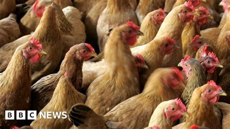 Wales Poultry Owners Advised After Bird Flu Case In Lancashire Bbc News