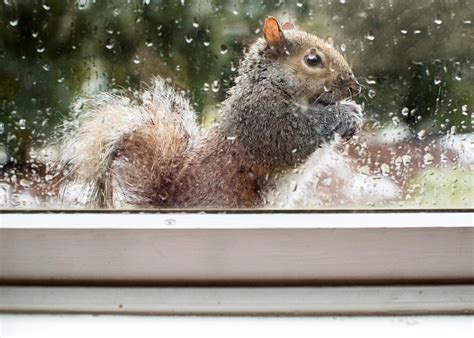 Squirrel Through A Rain Drenched Window By Violeta Garcia Mendoza
