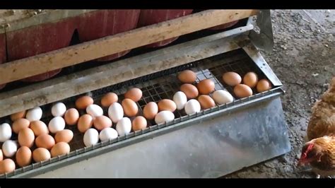 Chickens In A Grain Bin Silo Best Nest Box Youtube