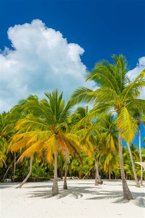 Tropical Palm Trees Free Stock Photo - Public Domain Pictures