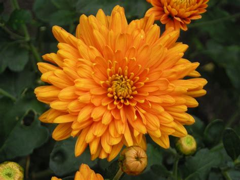 Chrysanthemum Dixter Orange Chrysanthemum Plants Orange